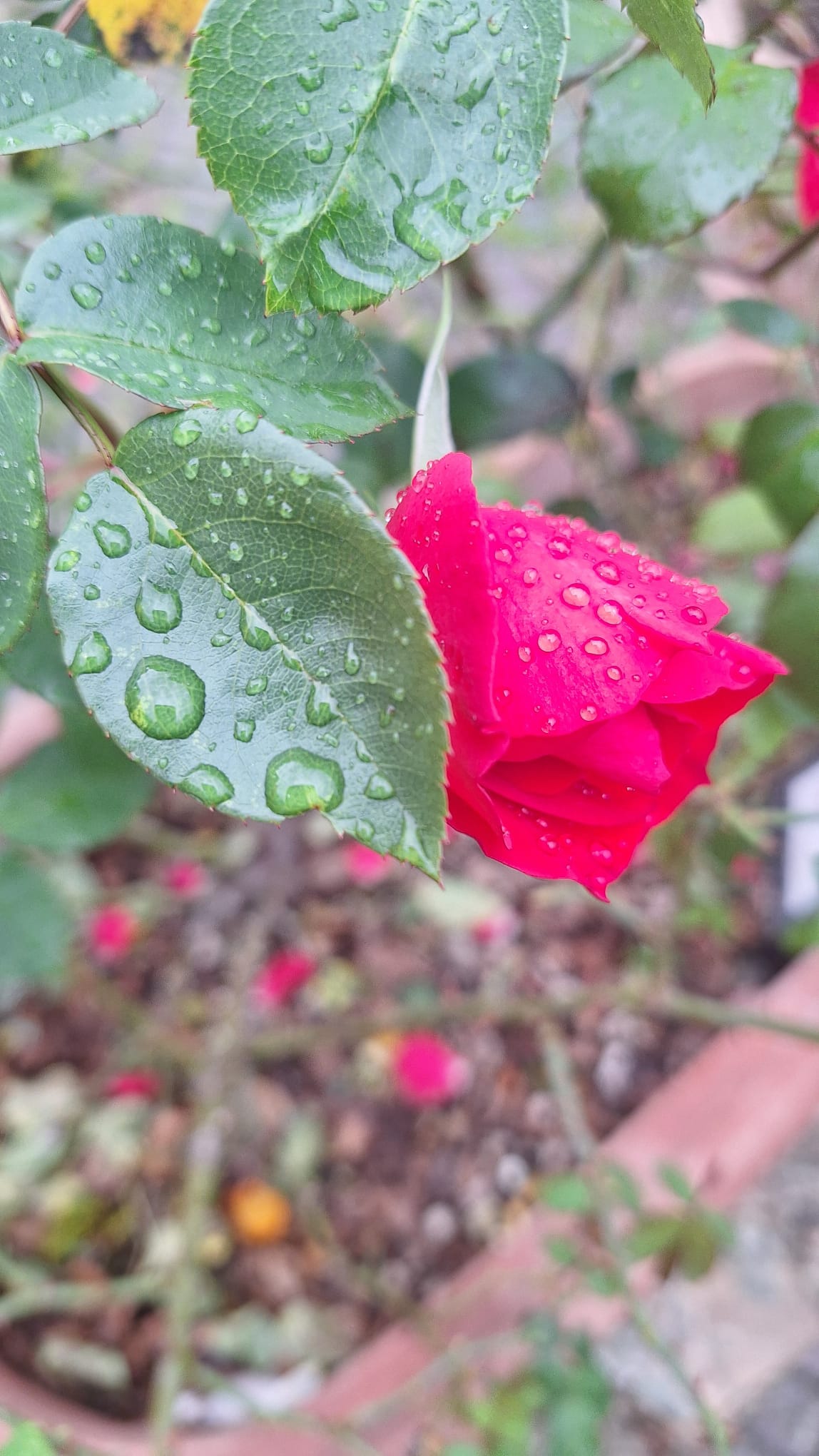 Rose at Giardino delle Rose