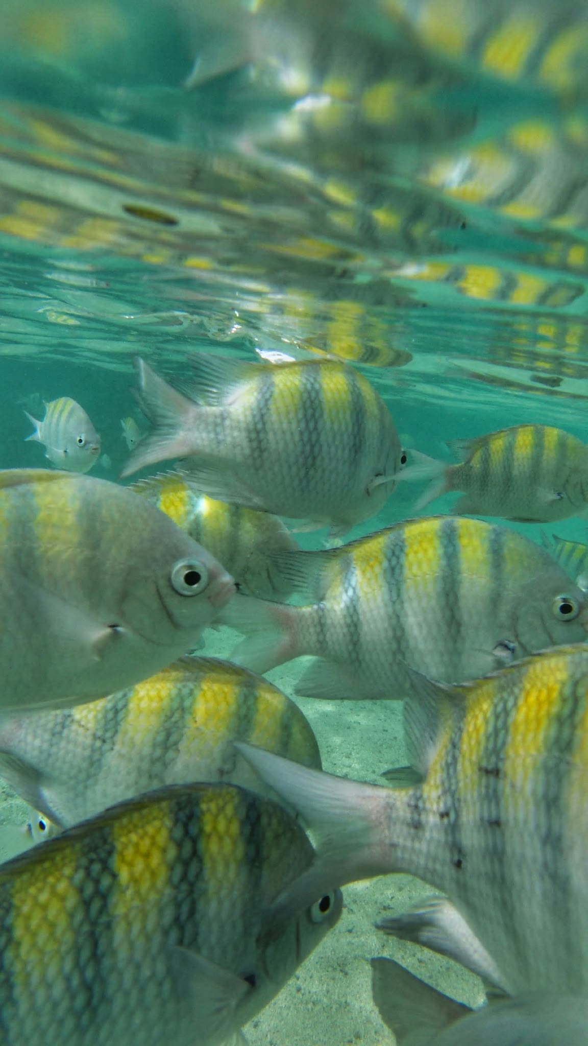 Peces