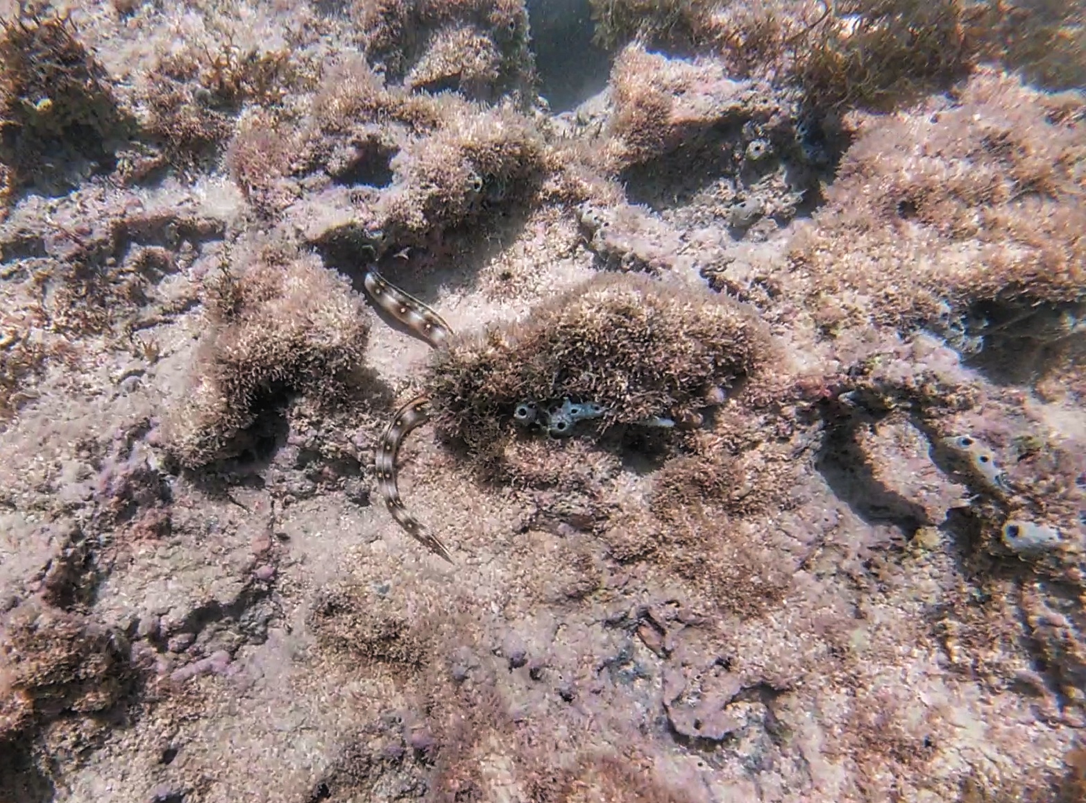 Serpiente Marina escondiéndose en los corales.